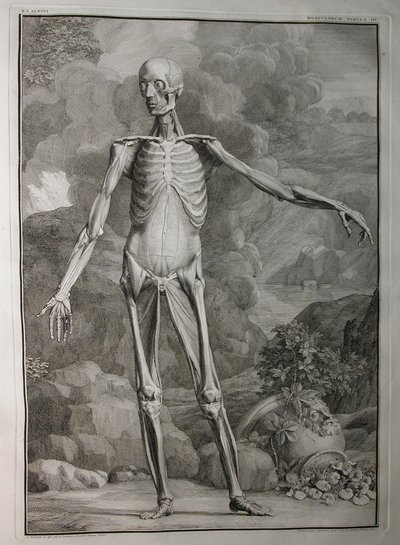 Albinus I, Pl. III: Musculature, illustration from 